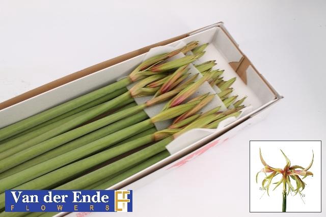 <h4>Hipp Sp Tarantula</h4>