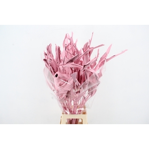 DF Strelitzia Leaf Light Pink