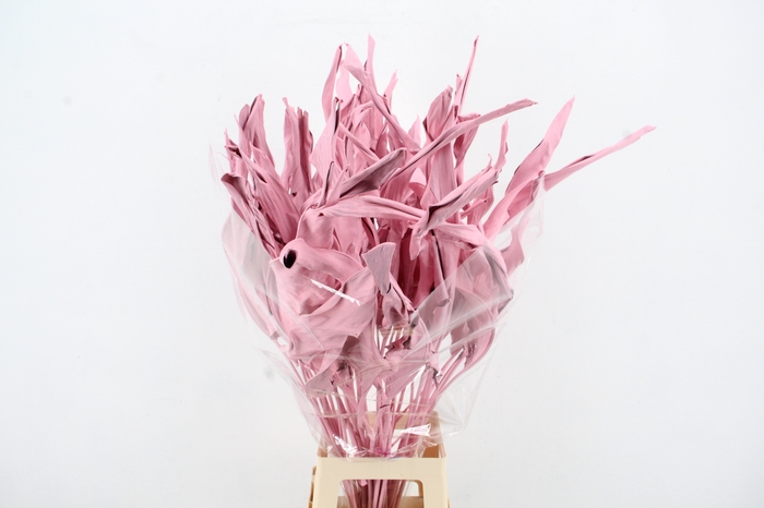 DF Strelitzia Leaf Light Pink