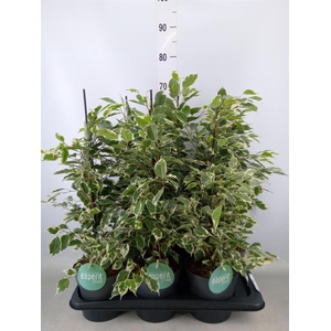 Ficus benja. 'Twilight'