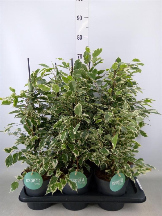 <h4>Ficus benja. 'Twilight'</h4>