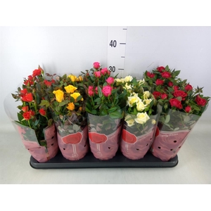 Rosa  'Star Roses'   ...mix 4