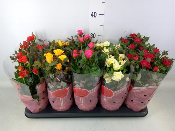 <h4>Rosa  'Star Roses'   ...mix 4</h4>