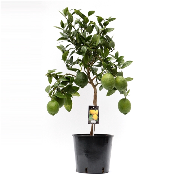 <h4>Citrus Lemon</h4>