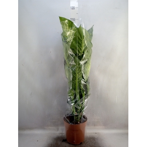 Dieffenbachia seg. 'Tropic Snow'