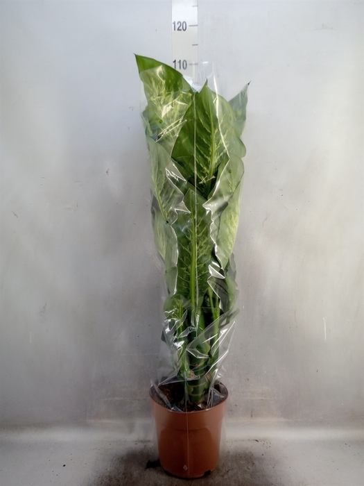 Dieffenbachia seg. 'Tropic Snow'