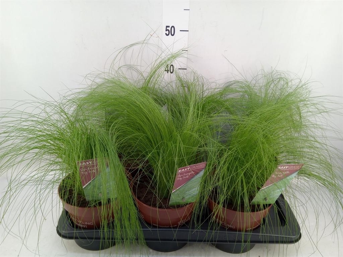 <h4>Stipa tenuifolia</h4>