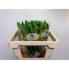 Ornithogalum Db Splash Star