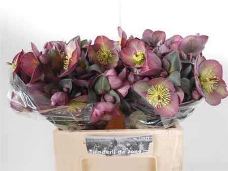 <h4>HELL FRK DANA DULCET</h4>