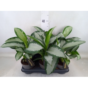 Aglaonema  'Silver Blue'