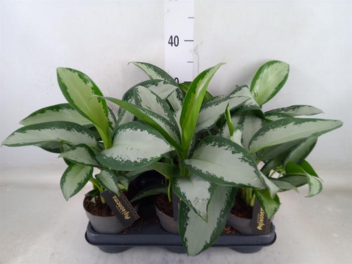 <h4>Aglaonema  'Silver Blue'</h4>