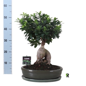 Ficus microcarpa 'Ginseng'
