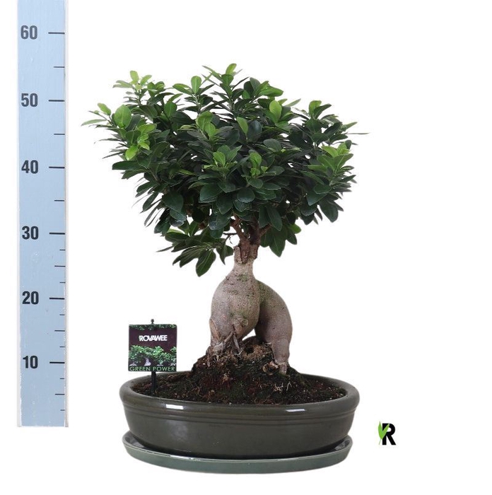 <h4>Ficus microcarpa 'Ginseng'</h4>