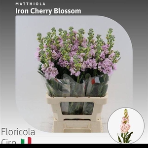 MATTH IRON CHERRY BL
