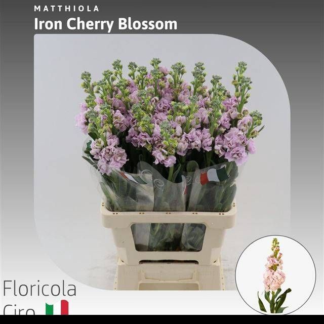 <h4>MATTH IRON CHERRY BL</h4>
