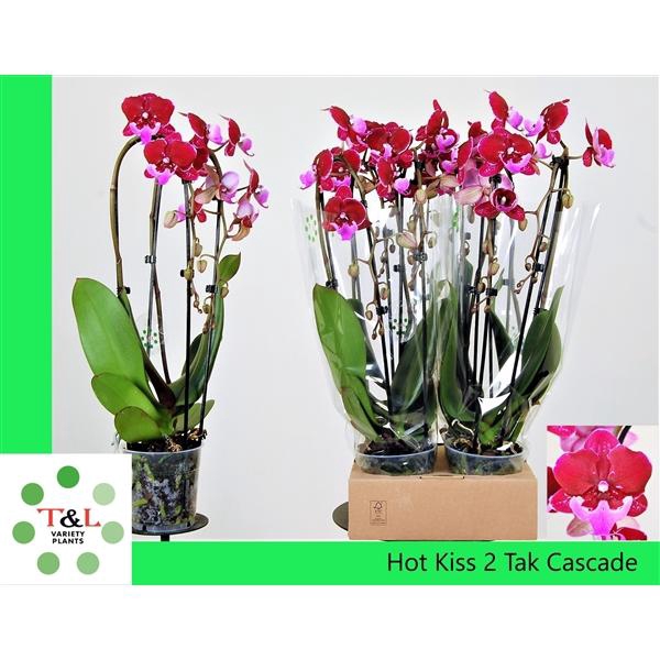 Big Lip Special Hot Kiss Cascade 2 tak