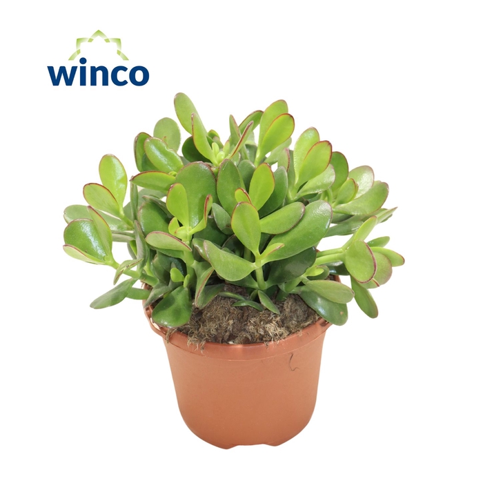 <h4>Crassula Ovata</h4>