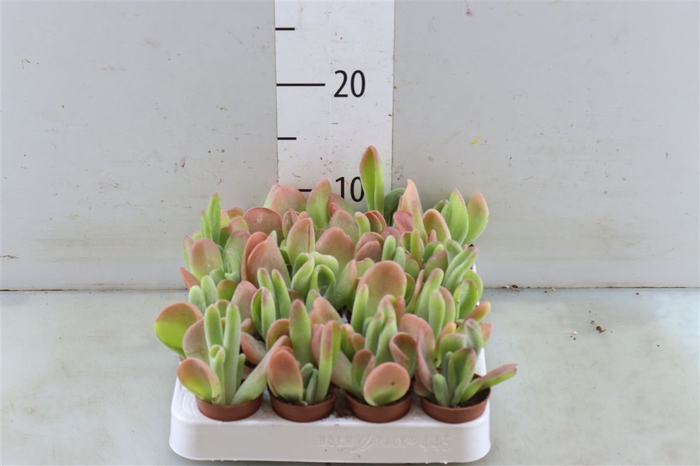 <h4>Kalanchoe Oricula</h4>