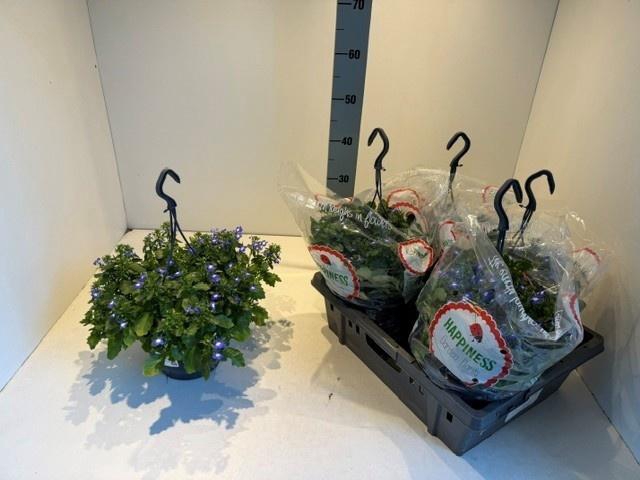 <h4>PERKPL MIXK</h4>