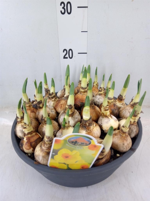 <h4>Narcissus   ...</h4>