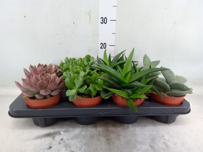 <h4>Succulents   ...mix 4</h4>