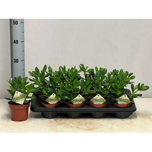 CRASS OVATA