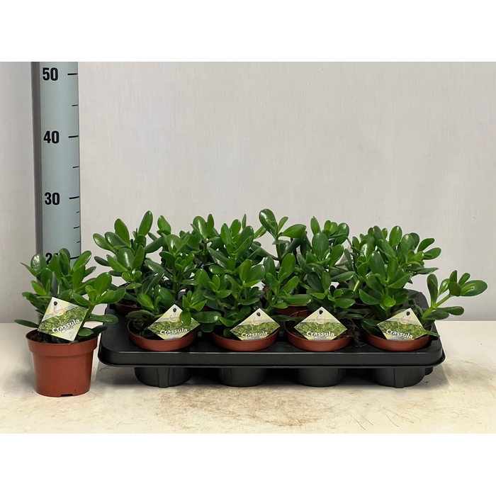 <h4>CRASS OVATA</h4>