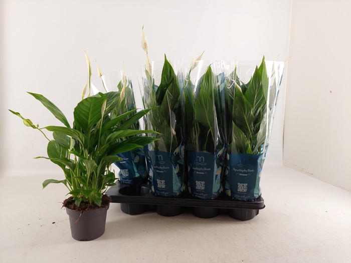 <h4>SPATH STRAUSS</h4>