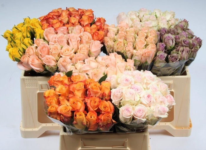 <h4>R GR GEM IN FUST</h4>