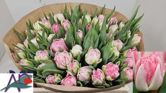 <h4>TU DU FOXTROT</h4>