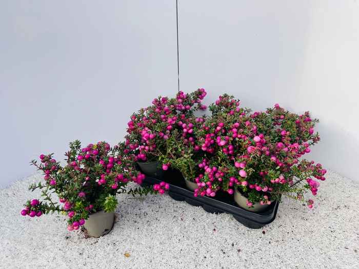 <h4>GAULTH MUCRONATA</h4>