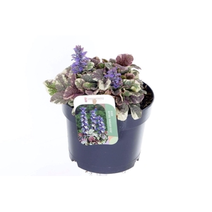 Ajuga reptans Burgundy Glow
