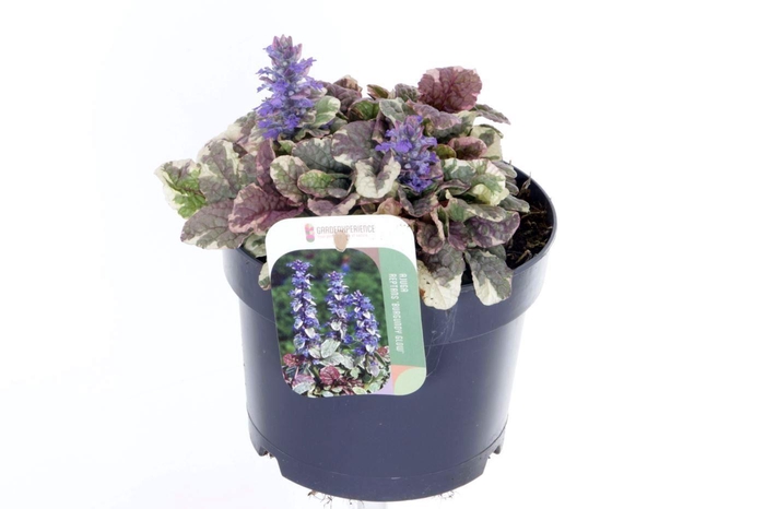 <h4>Ajuga reptans Burgundy Glow</h4>
