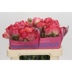 Ranunculus Romance Buzet