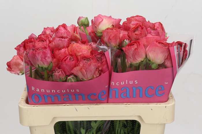 Ranunculus Romance Buzet