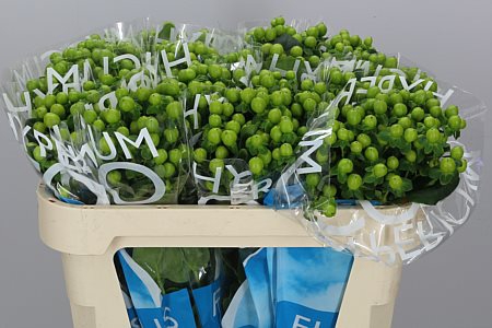 <h4>Hyp Coco Bamboo</h4>