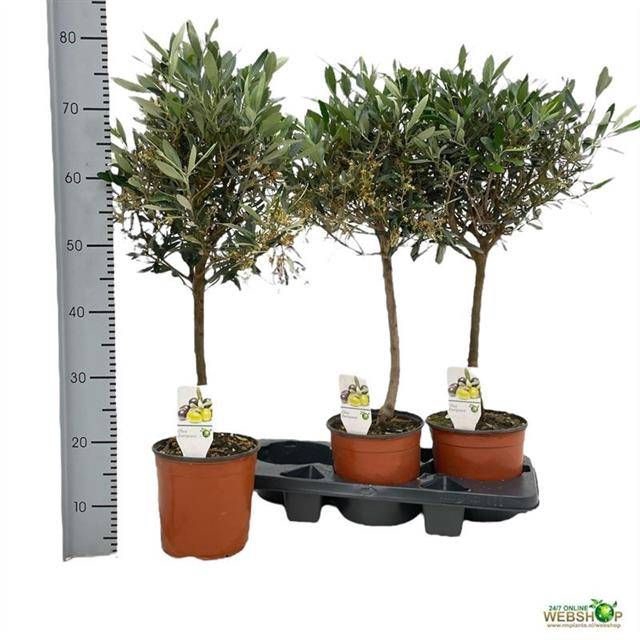 <h4>OLEA EUROPAEA</h4>