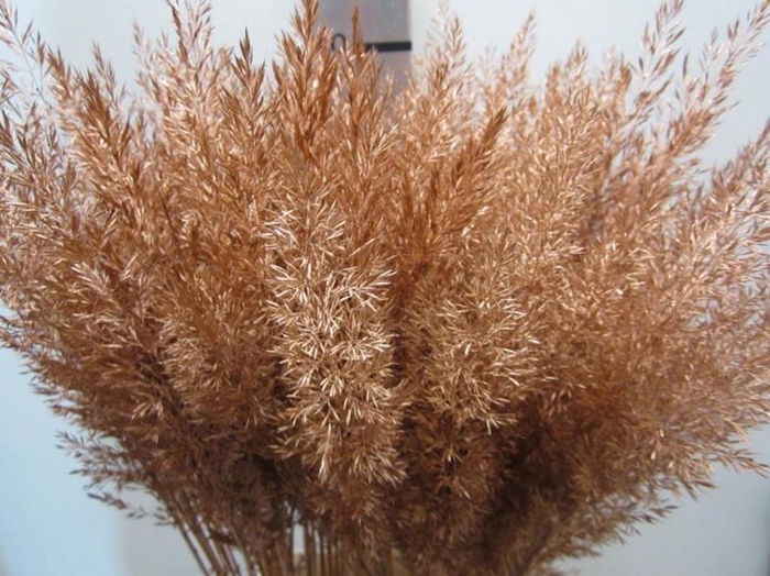 <h4>Calamagrostis Brachy Koper</h4>