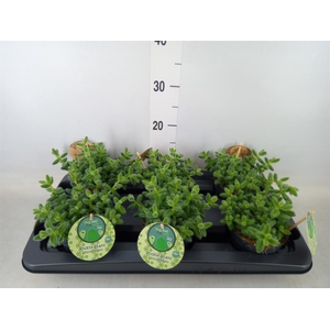 Delosperma echinatum