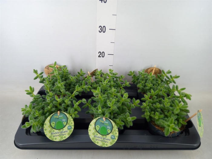 <h4>Delosperma echinatum</h4>