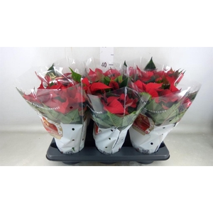 Euphorbia pulc. 'Christ Feel'