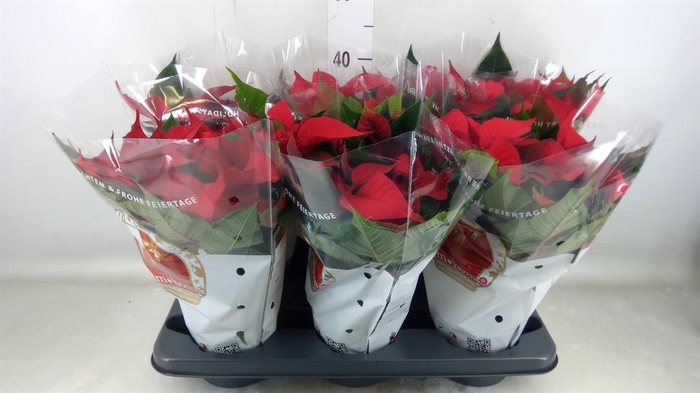 <h4>Euphorbia pulc. 'Christ Feel'</h4>