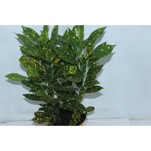 CROTON GOLD DUST P17