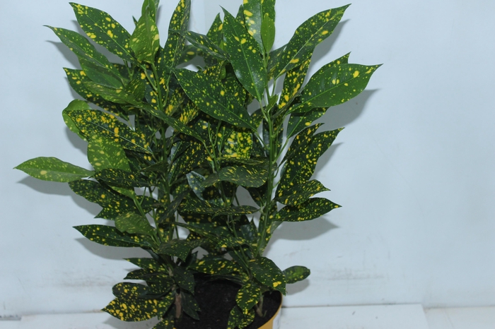 <h4>CROTON GOLD DUST P17</h4>