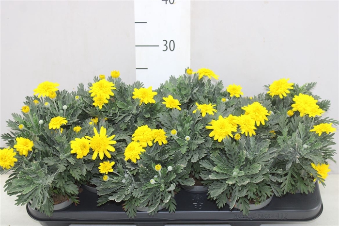 <h4>Euryops Pe Double Silver Star</h4>