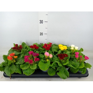 Primula ac.   ...mix
