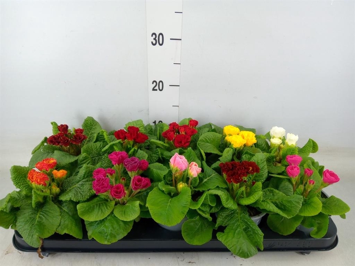 <h4>Primula ac.   ...mix</h4>
