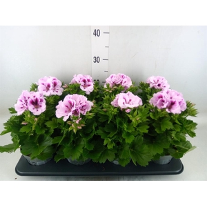 Pelargonium gran.   ..