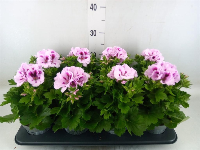 <h4>Pelargonium gran. ..</h4>