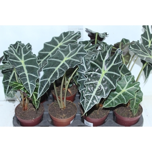 ALOCASIA POLLY P12